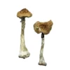 A+ Mushrooms