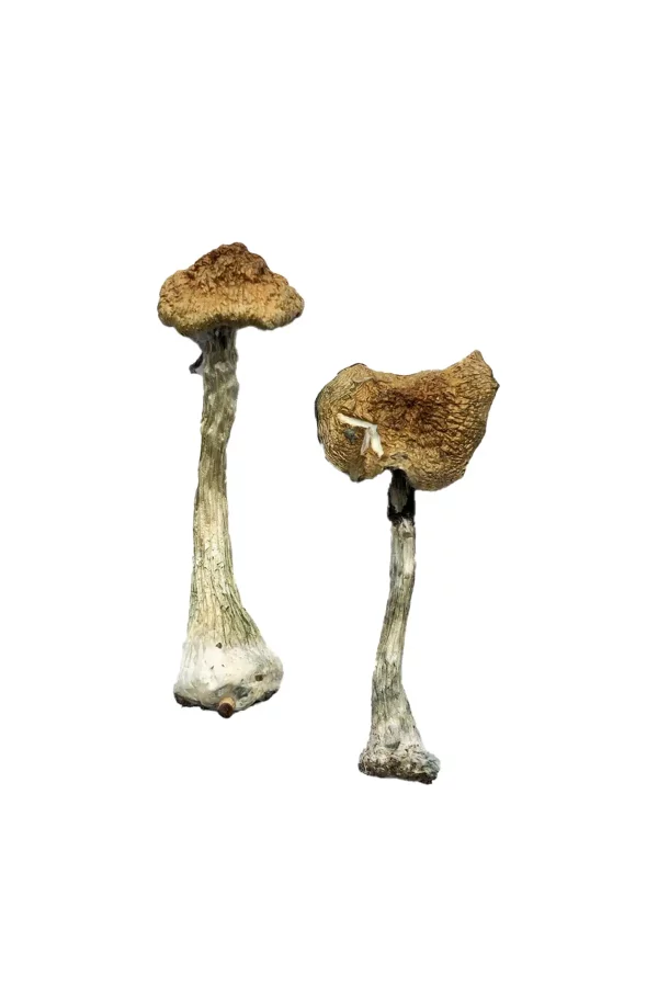 A+ Mushrooms
