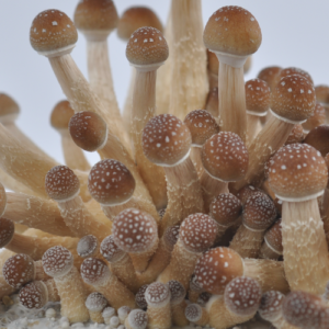 Golden Teacher Spore Syringe Microscopy Kit