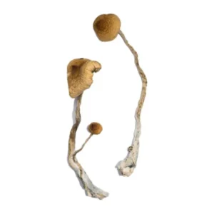 Syzygy Mushrooms