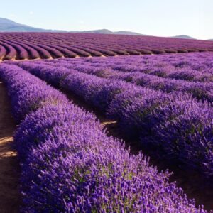 Lavender 40/42 Essential Oil - Trial Size