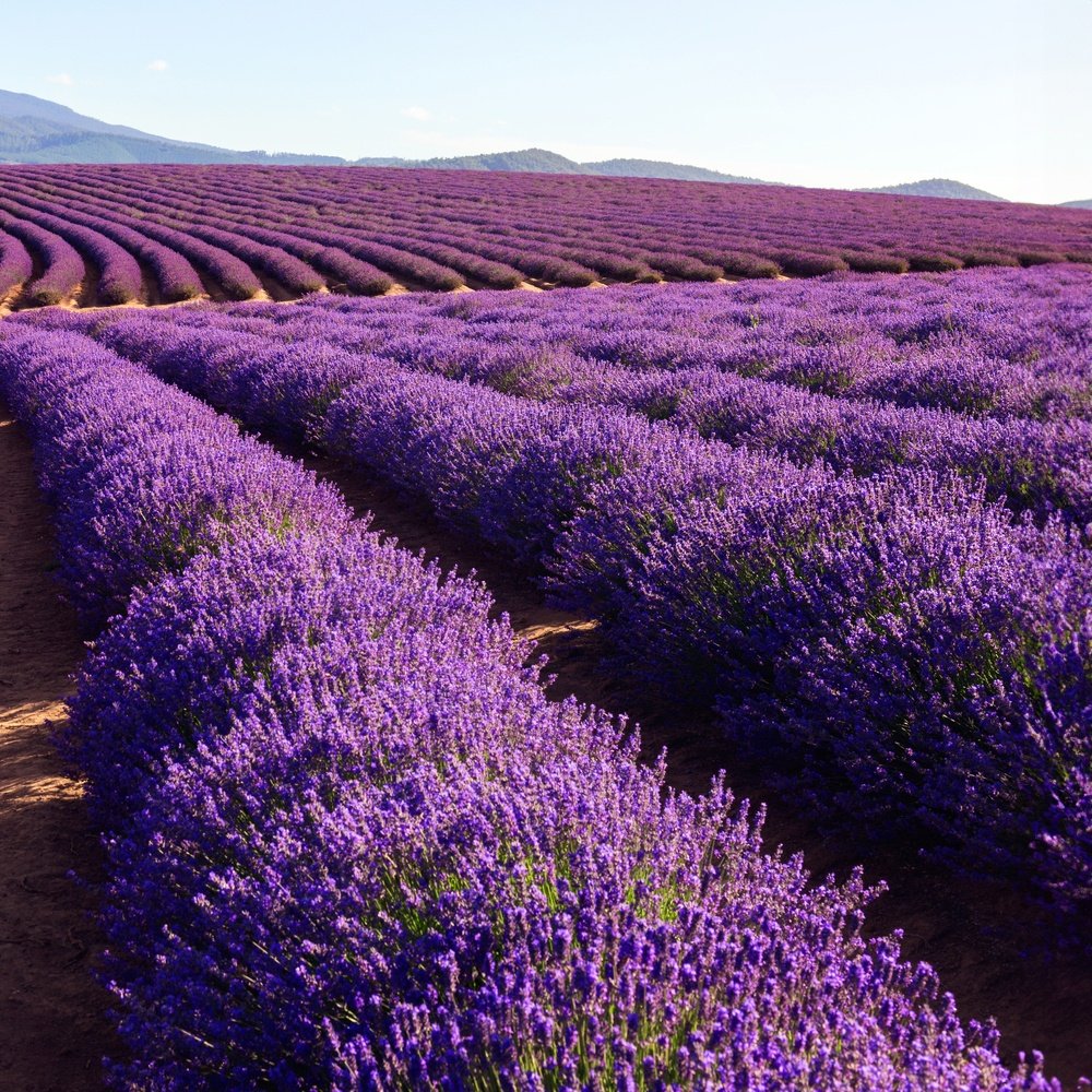 Lavender 40/42 Essential Oil - Trial Size